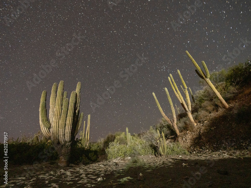 Night photography of a cardon cactus forest (Pachycereus pringlei), on San Jose Island, Baja California Sur photo