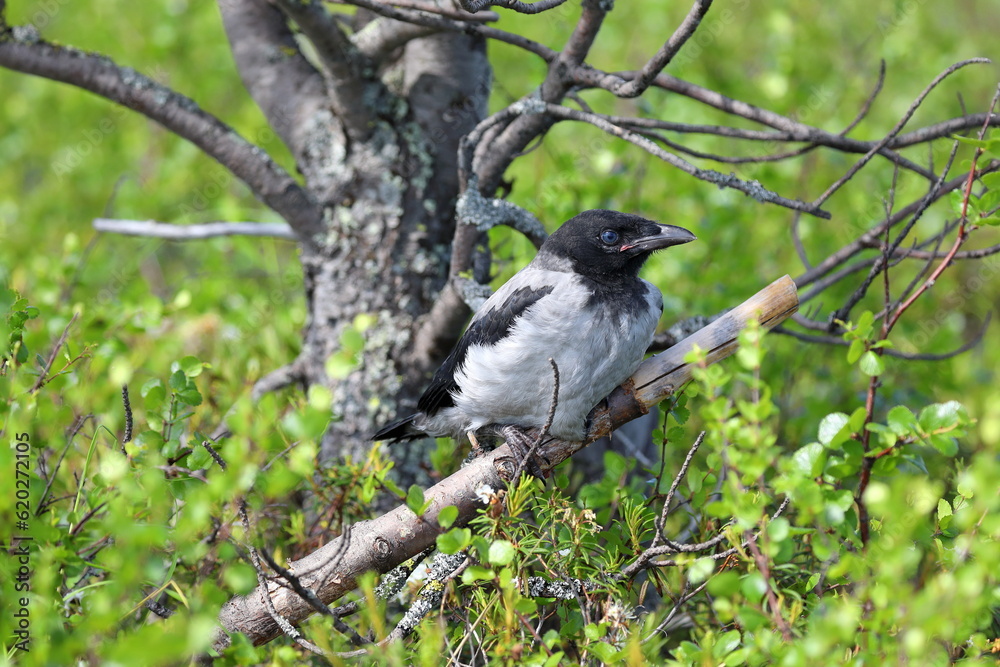 Fototapeta premium Corvus cornix. A Hooded Crow chick sits on a branch on a sunny summer day