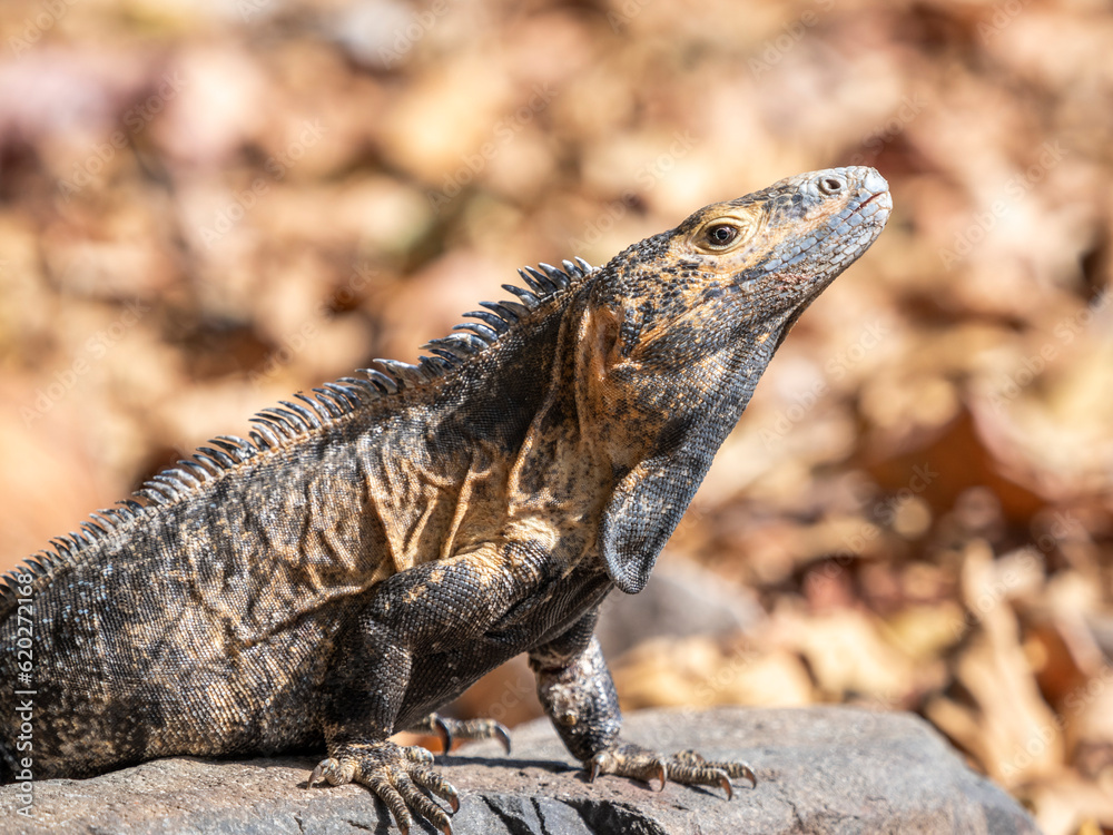 An adult black spiny-tailed iguana (Ctenosaura similis), on the ground on Barro Colorado Island, Panama An adult black spiny-tailed iguana (Ctenosaura similis), on the ground on Barro Colorado Island, Panama