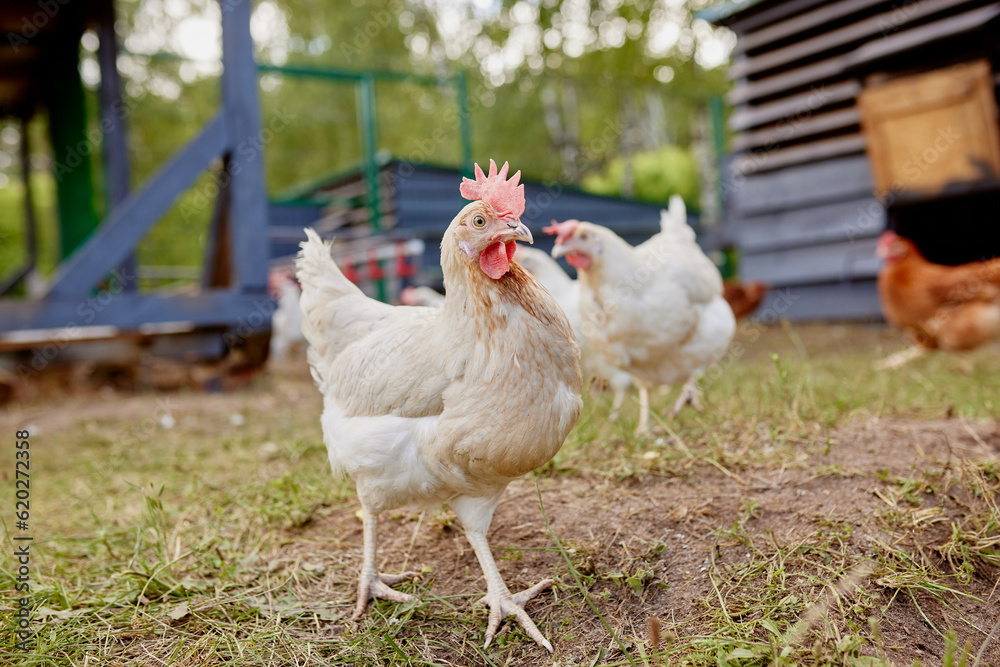 Fototapeta premium chicken farm in sunny weather, free range chicken farm