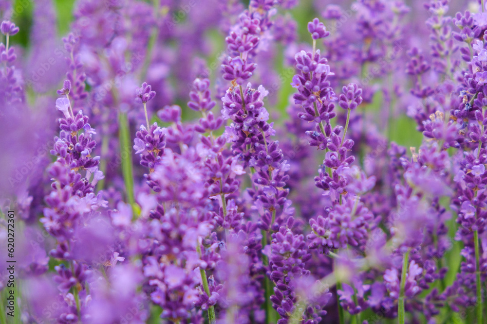 Soft focus flowers, beautiful lavender flowers blooming. Soft focus flowers, beautiful lavender flowers blooming.