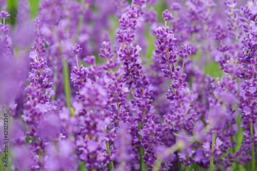 Soft focus flowers, beautiful lavender flowers blooming.