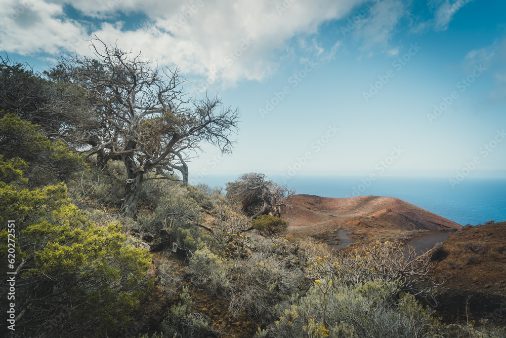 Naklejka premium desertic and volcanic landscape in El Sabinal. El Hierro island. Canary islands. Spain