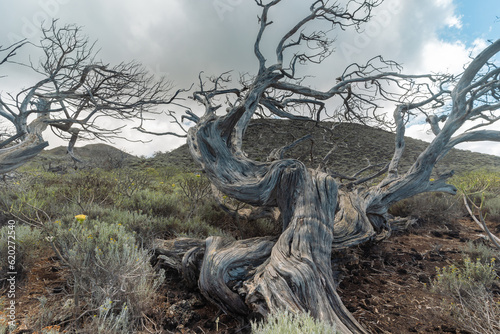 desertic and volcanic landscape in El Sabinal. El Hierro island. Canary islands. Spain photo