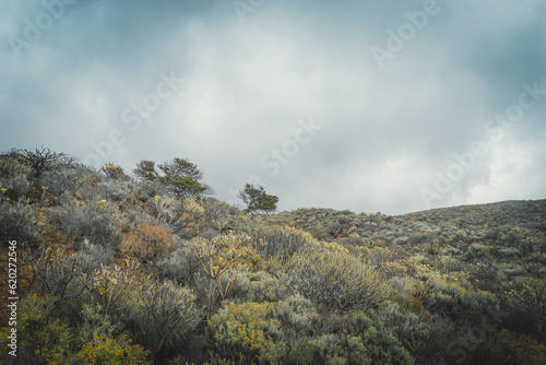 desertic and volcanic landscape in El Sabinal. El Hierro island. Canary islands. Spain photo