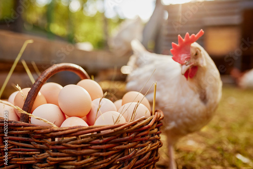 farmer holding goat with eggs in chicken eco farm, free range chicken farm photo