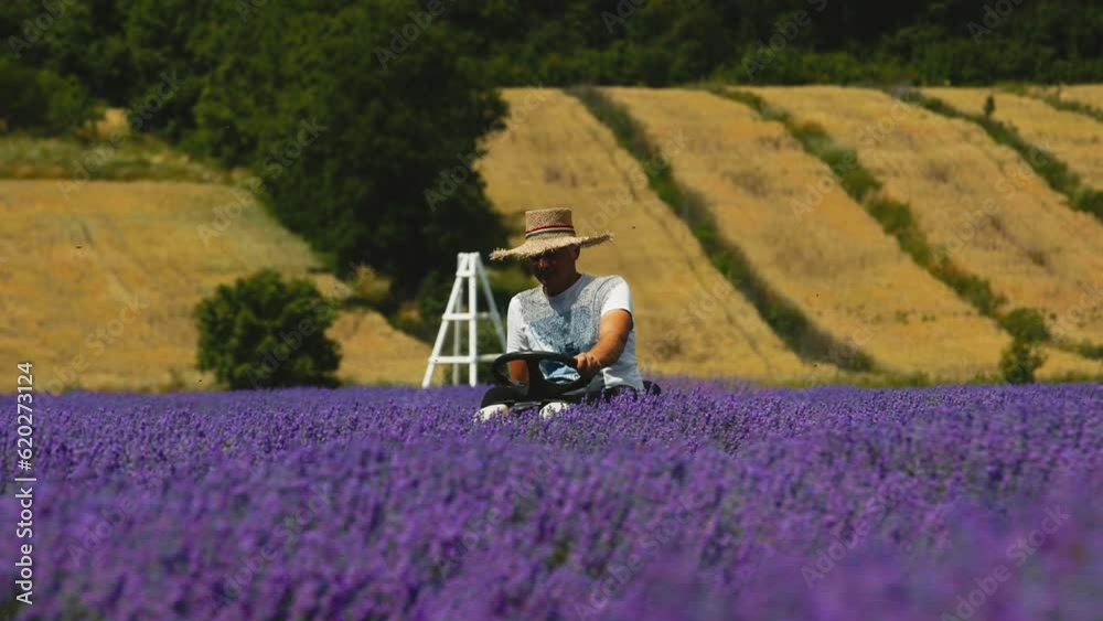 Lavender industrial cultivation and harvesting. Mechanical harvesting