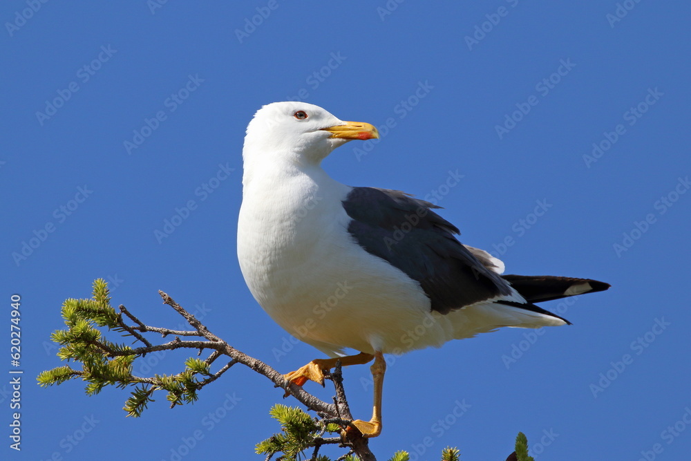 Siberian Black-backed Gull on a Sunny morning on a tree Siberian Black-backed Gull on a Sunny morning on a tree