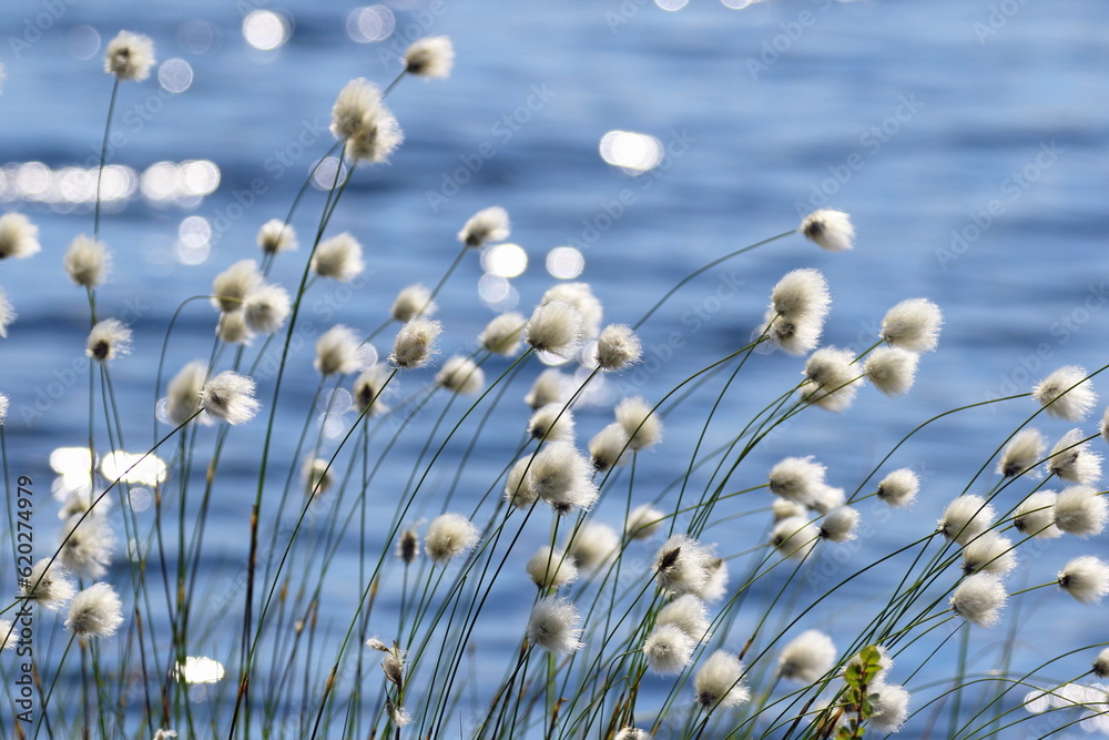 Eriophorum polystachyon. Cotton grass blooming close-up