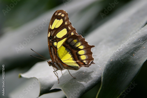 Tigress Butterfly