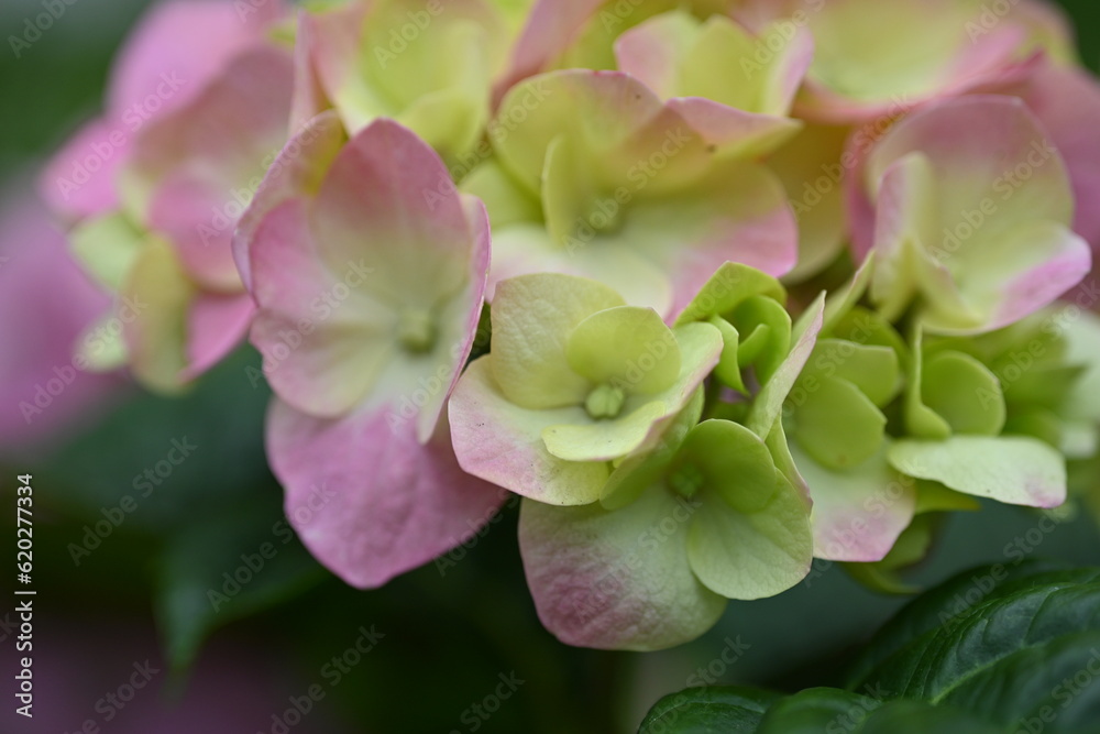 Close-up of yellow and pink hydrangea flowers Close-up of yellow and pink hydrangea flowers