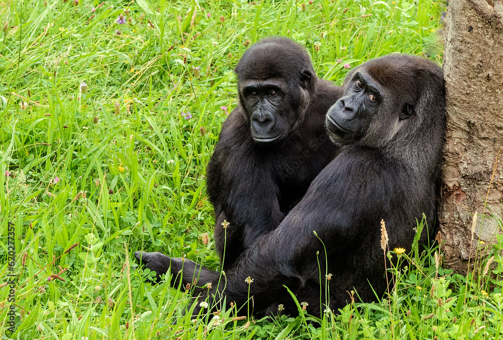 Mother gorilla hugging her baby Mother gorilla hugging her baby