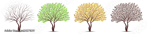 Tree four seasons. Winter, Spring, Summer, Autumn. Detailed leaves vector.