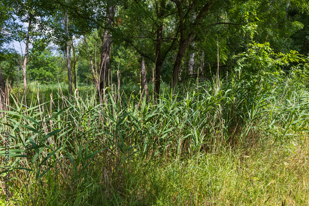 Tall grass around a pond in the forest. Tall grass around a pond in the forest.