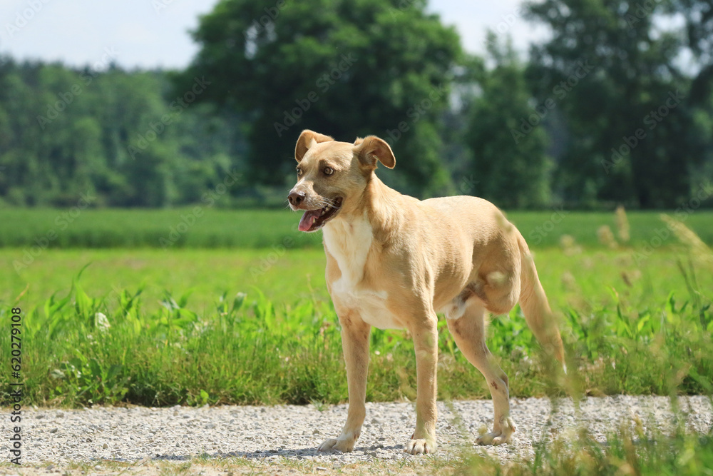 Hund mit drei Beinen steht vor einer Wiese