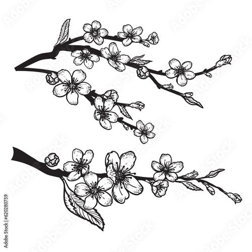 Hand drawn sketch style cherry blossom set. Spring flower illustration. Best for greeting cards, invitations designs. Vector drawing.