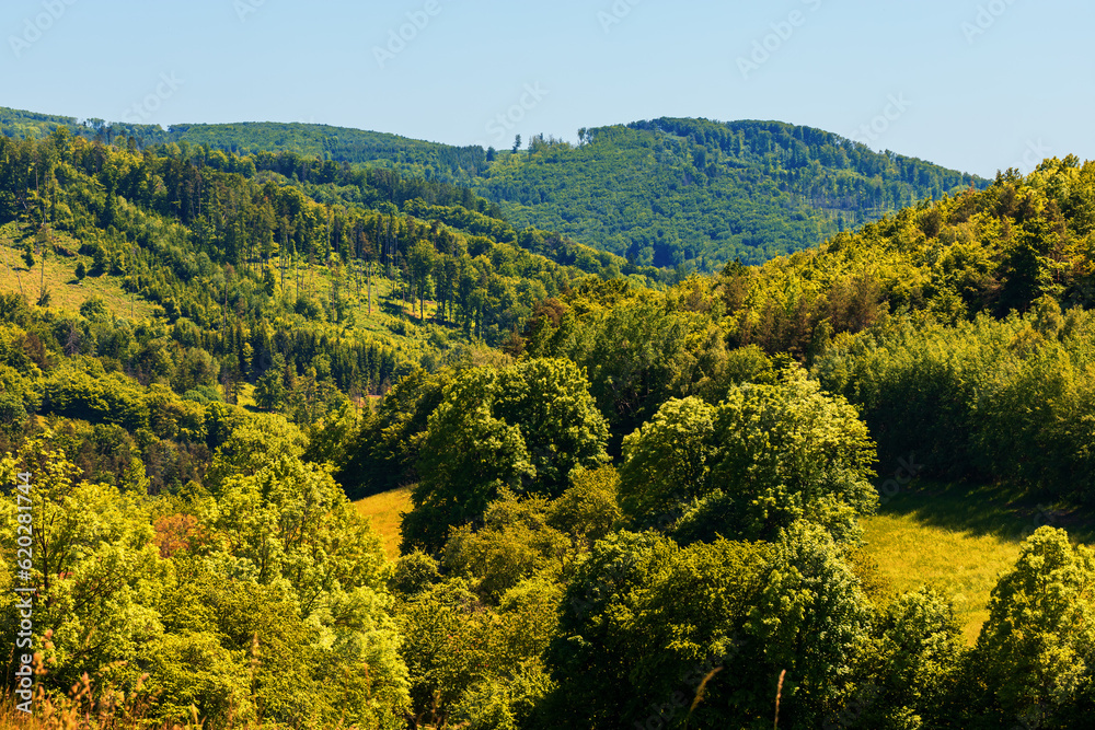 Summer landscape bathed in the sun. Green trees and meadows. Blue sky.