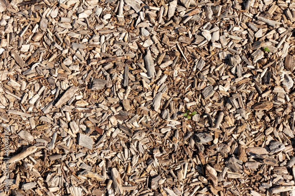 Texture of old wood. Wood background. Texture of old wood. Wood background.