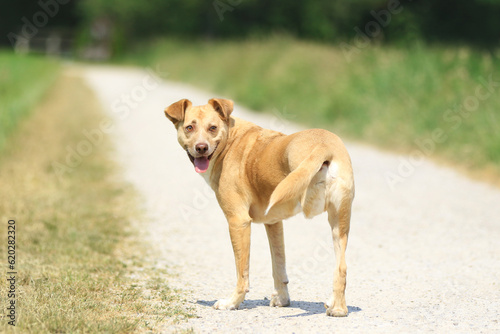 Hund mit drei Beinen auf einem Weg und blickt zurück