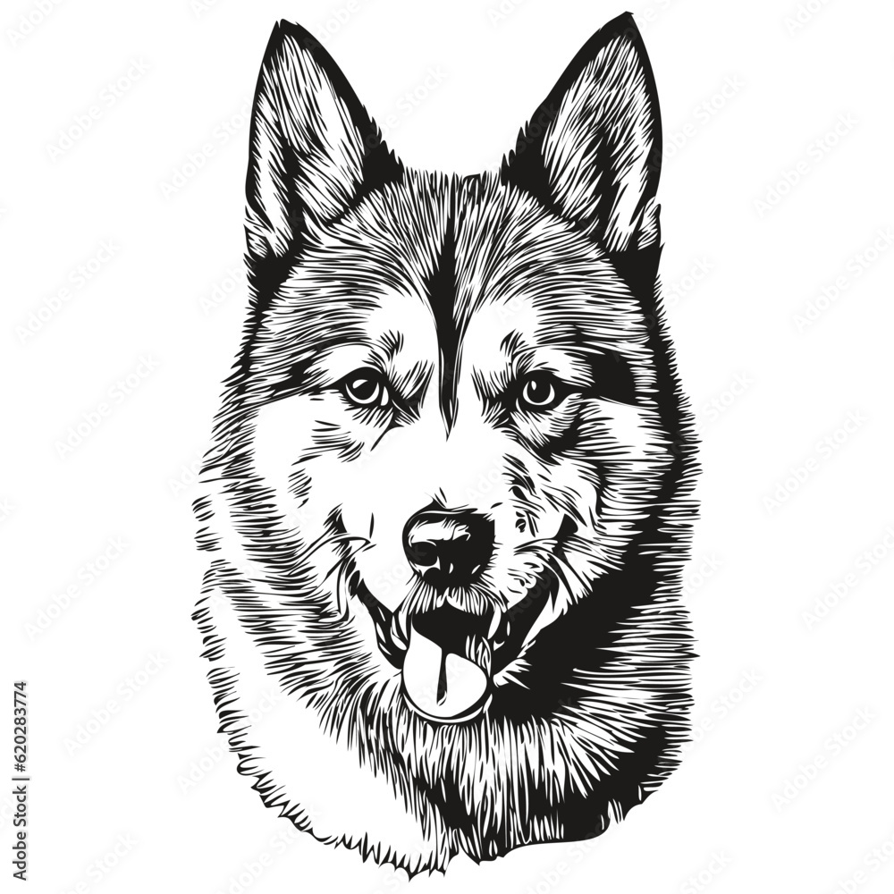 Akita dog pet sketch illustration, black and white engraving vector