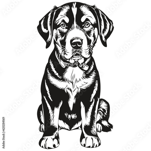 Greater Swiss Mountain dog vector face drawing portrait  sketch vintage style transparent background realistic breed pet