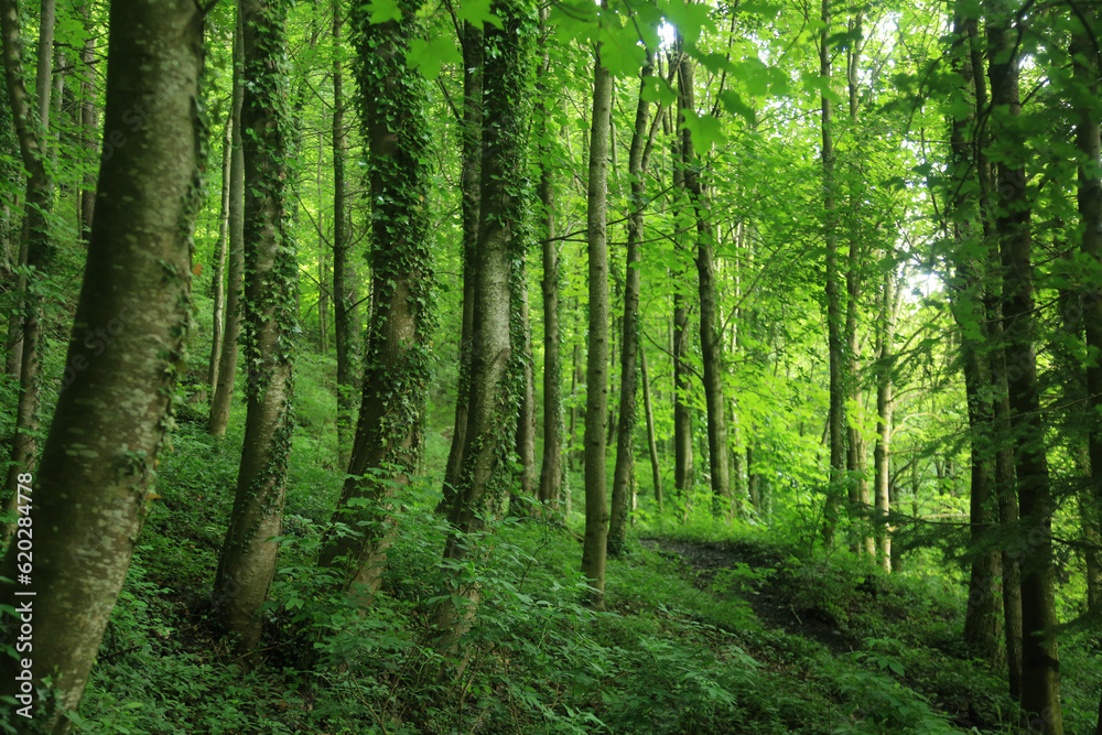 green forest