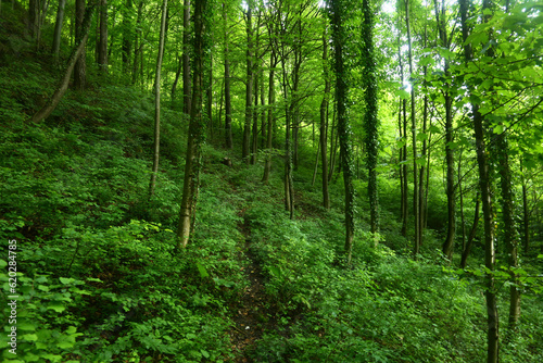 green forest