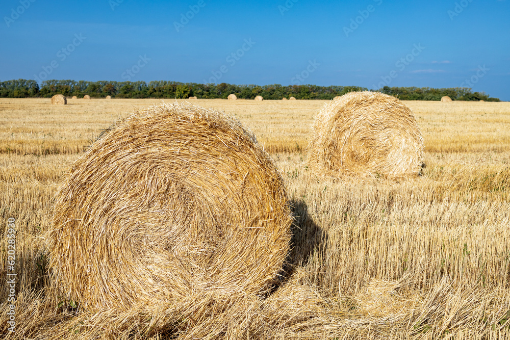 in the field of mown grass bales of hay in the field of mown grass bales of hay