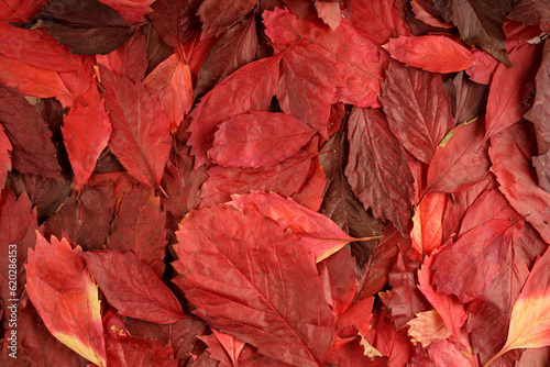 solid background of red tree leaves