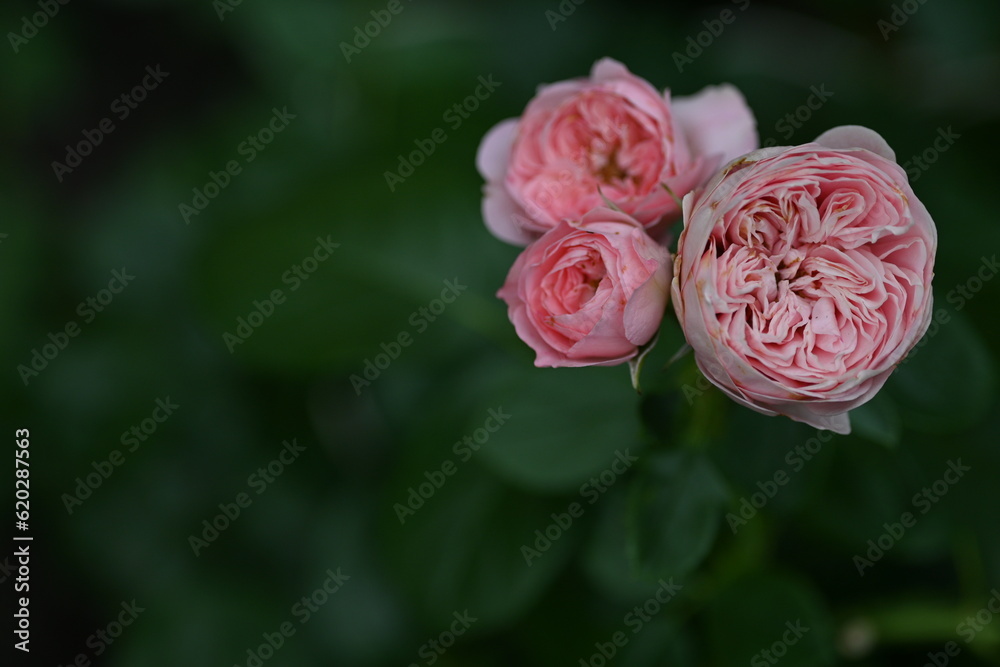 close-up of rose flowers on green background, blank space for inscription 