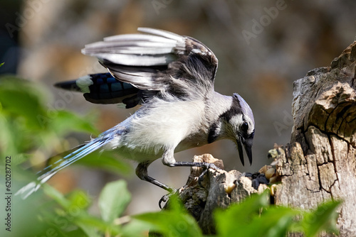 Blue Jay perched on wood