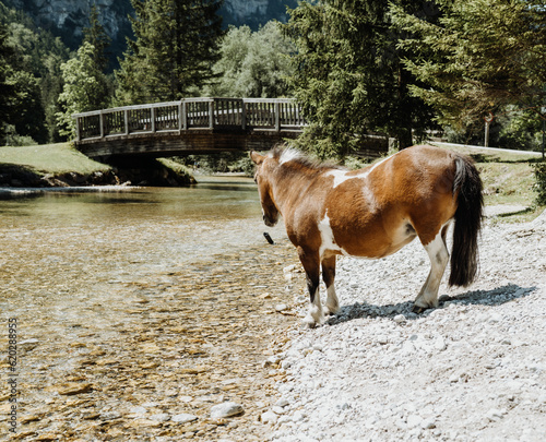 horse on the river