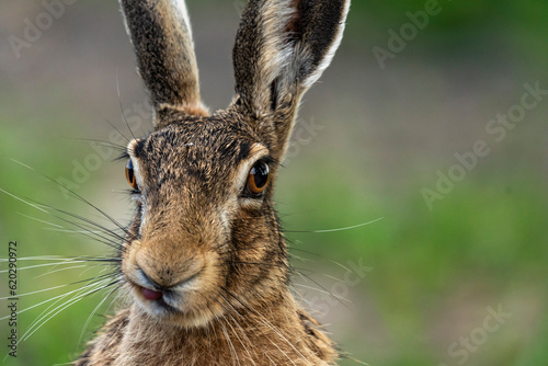 rabbit szarak zając język oczy biegnie