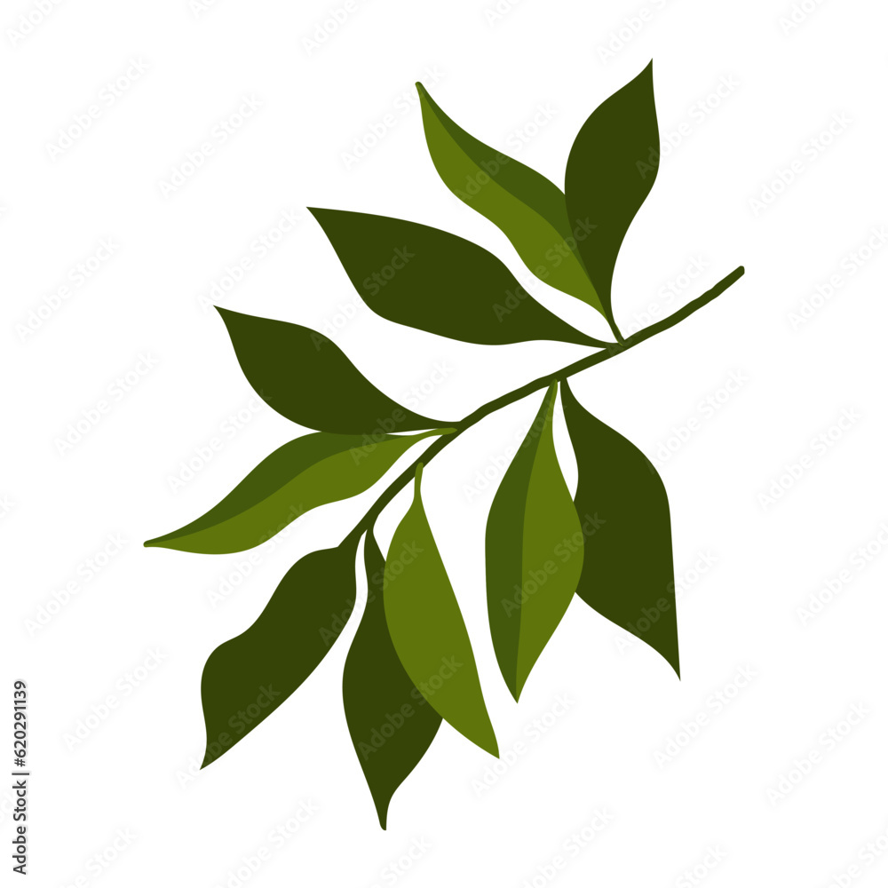 picturesque branch with leaves. green branch isolated on white background.