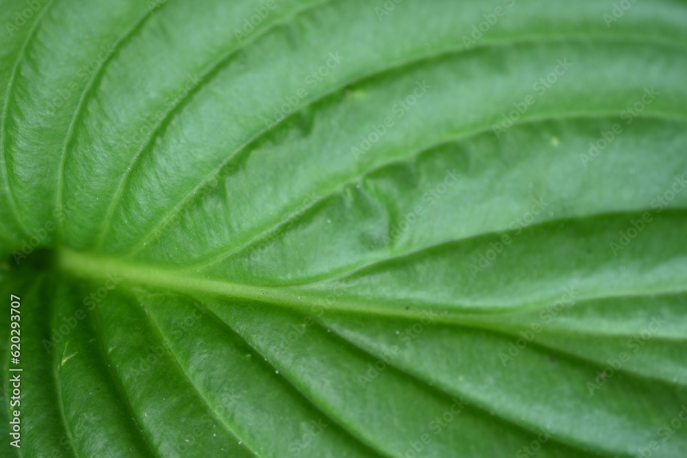 Macro texture of a green leaf, macro texture of a bright green leaf, close-up of leaf veins
Macro texture of a green leaf, macro texture of a bright green leaf, close-up of leaf veins
