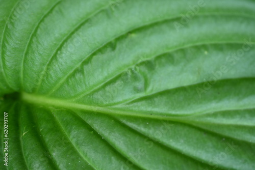 Macro texture of a green leaf, macro texture of a bright green leaf, close-up of leaf veins
