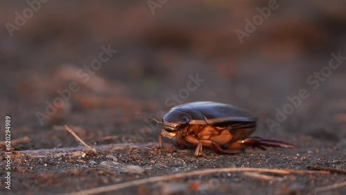 A Dytiscus marginalis (Great Diving Beetle) sitting on the ground and flying away photo