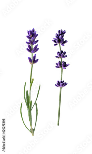 Lavender flowers isolated on transparent background. Collection of lavender flowers for design.