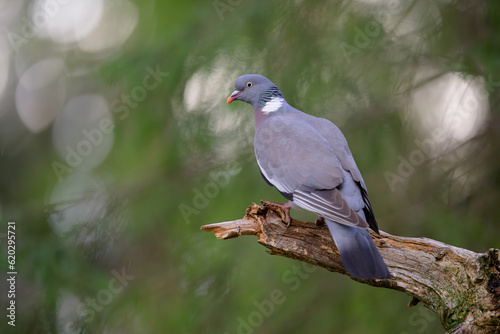 Stock dove (Columba oenas) in green forest