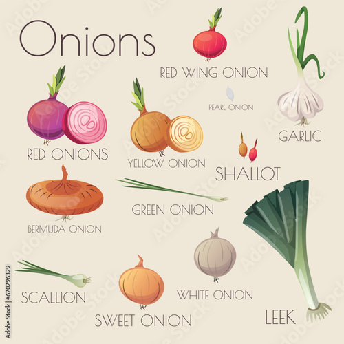 Set of Vector Illustrations of Onions