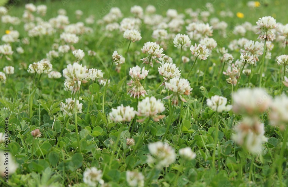 a beautiful group white clovers in a green meadow closeup a beautiful group white clovers in a green meadow closeup