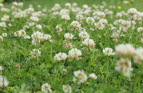 a beautiful group white clovers in a green meadow closeup