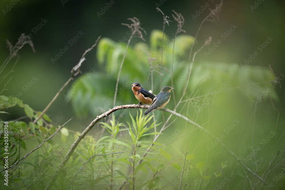 Two Baby Barn Swallows Perched on a Branch Two Baby Barn Swallows Perched on a Branch