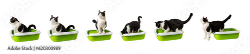 Fotografía Cat litter box and black and white cat isolated on white background