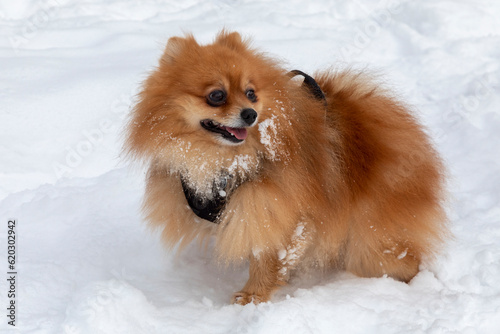 Young red Pomeranian on white snow © Alexander