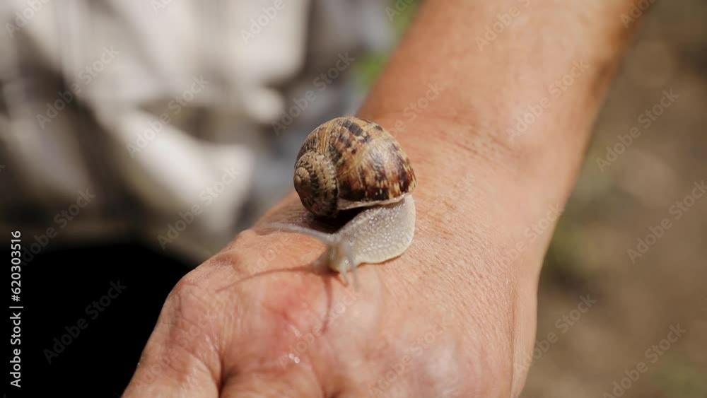 The snail is crawling on human skin. Farmer's hand holding a brown snail The snail is crawling on human skin. Farmer's hand holding a brown snail