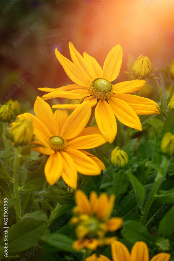 yellow rudbeckia in the garden in the sunshine yellow rudbeckia in the garden in the sunshine