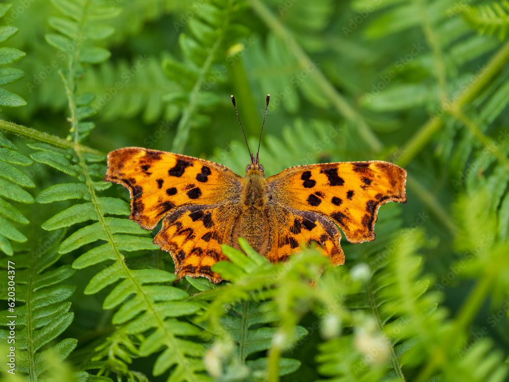 Comma Butterfly Resting on a Fern Comma Butterfly Resting on a Fern