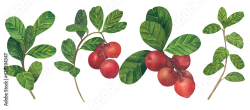 Fototapeta Naklejka Na Ścianę i Meble -  Vector illustration of Red lingonberry. Set of Cranberry. Illustration of forest wild plants. Isolated objects on white background for packaging design, postcards, print.