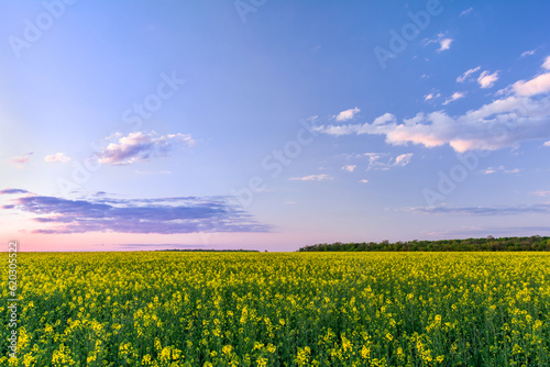 Yellow field of blooming rapeseed and sky with clouds in sunset colors